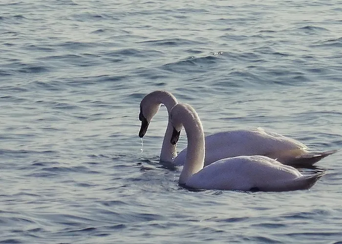 Lejlighed Etara - 1 Rey&mar Saint *